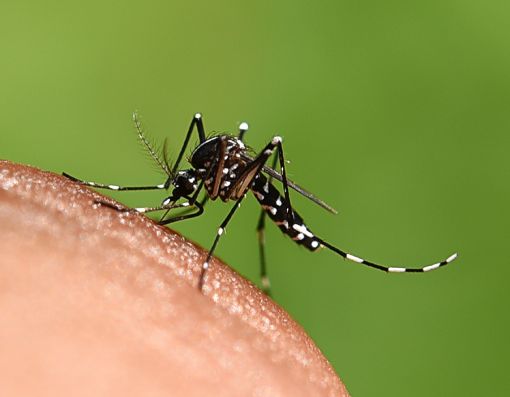 Dedetização de Mosquitos e Pernilongos - São Paulo // Dedetizadora