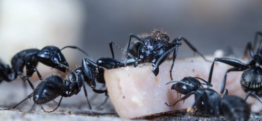 Aprenda a lidar com infestações de formigas e proteja seu ambiente