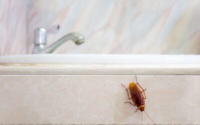 Dedetização de Baratas: Solução eficaz para se livrar dessas pragas indesejadas