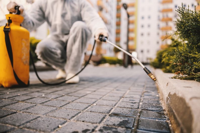 Não sabe como acabar com as pragas urbanas? Contrate a Dedetização na Saúde SP e não tenha problemas!