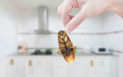 Dedetizadora na Saúde: Como afastar as baratas da minha cozinha?