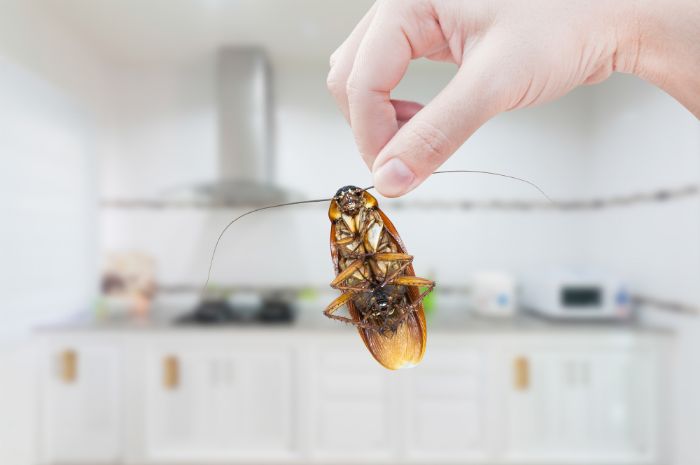 Dedetizadora na Saúde: Como afastar as baratas da minha cozinha? Dedetizadora na Saúde: Como afastar as baratas da minha cozinha?