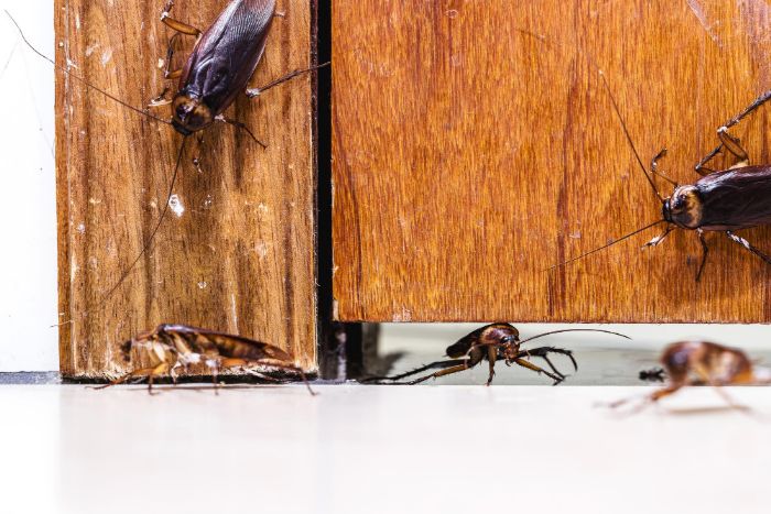 Dedetizadora na Saúde: Infestação de baratas em apartamento? Veja como resolver! Dedetizadora na Saúde: Infestação de baratas em apartamento? Veja como resolver!