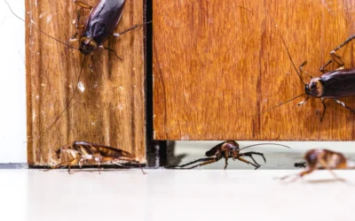 Dedetizadora SP: Dedetização de Barata resolve a infestação?
