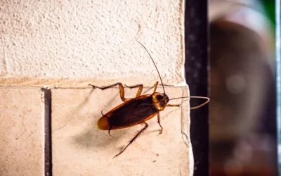 Melhor Dedetizadora SP: Controle de Infestação de baratas