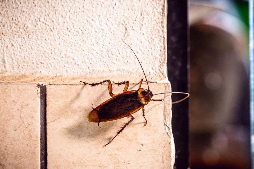Melhor Dedetizadora SP: Controle de Infestação de baratas