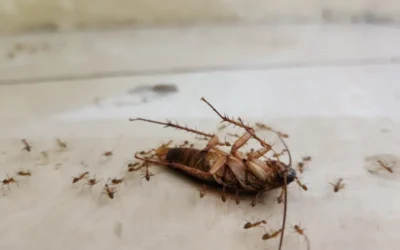 Dedetização Profissional em SP: Combata de forma eficaz Baratas e Formigas