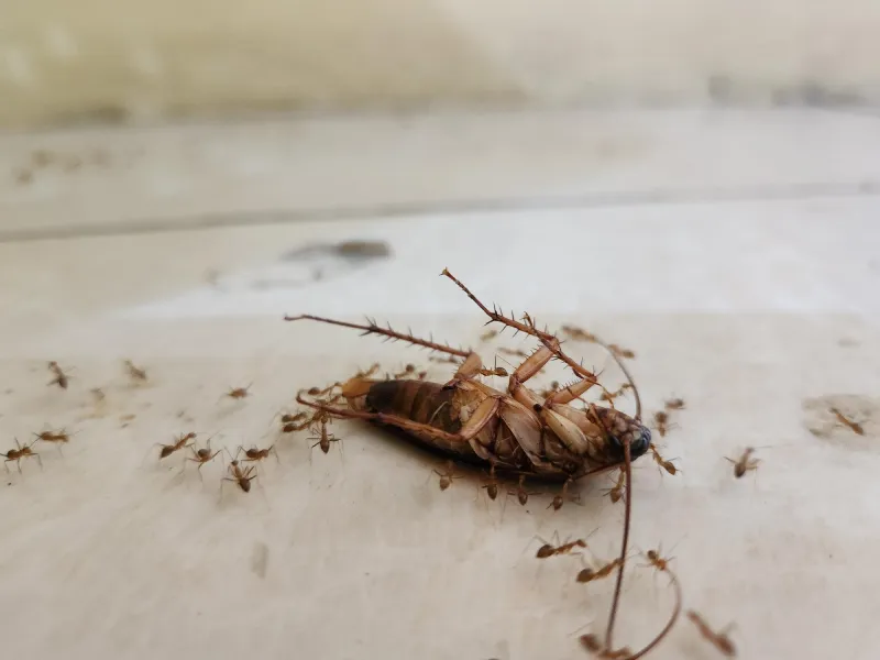 Dedetização Profissional em SP: Combata de forma eficaz Baratas e Formigas