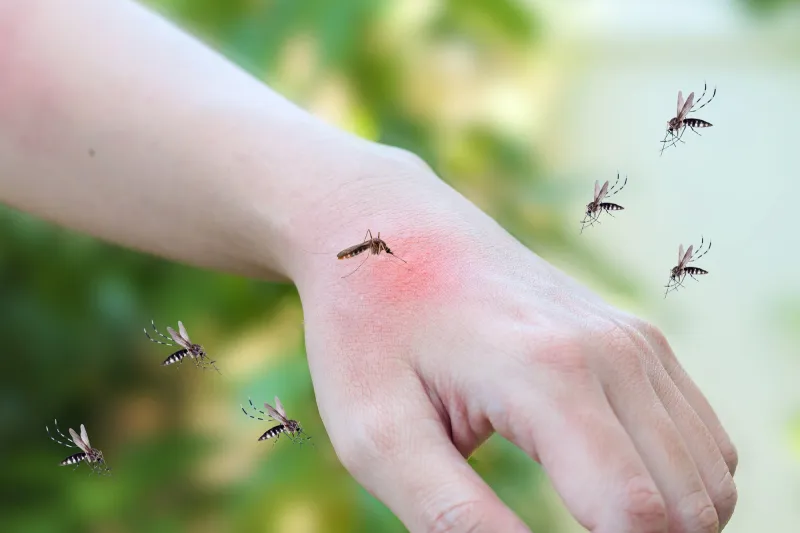 Dedetização de Dengue em SP: Como proteger o seu condomínio contra os mosquitos?