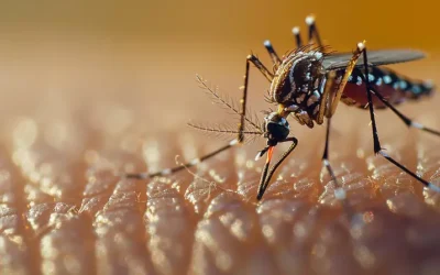 Dedetização de Dengue em São Paulo: Como a dedetização pode ajudar na prevenção da dengue?