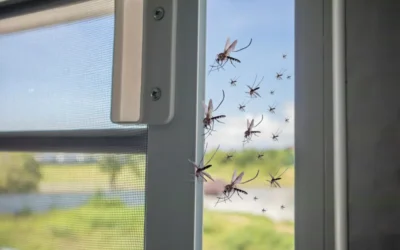 Dedetização de Mosquitos em Condomínios: Como podemos ajudar a vida do síndico?