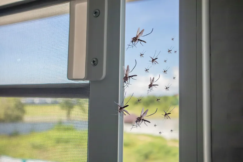 Dedetização de Mosquitos em Condomínios: Como podemos ajudar a vida do síndico?