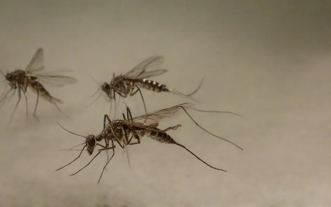 Dedetização de Dengue em São Paulo: O tratamento profissional faz diferença!