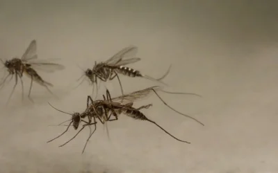 Dedetização de Dengue em São Paulo: O tratamento profissional faz diferença!