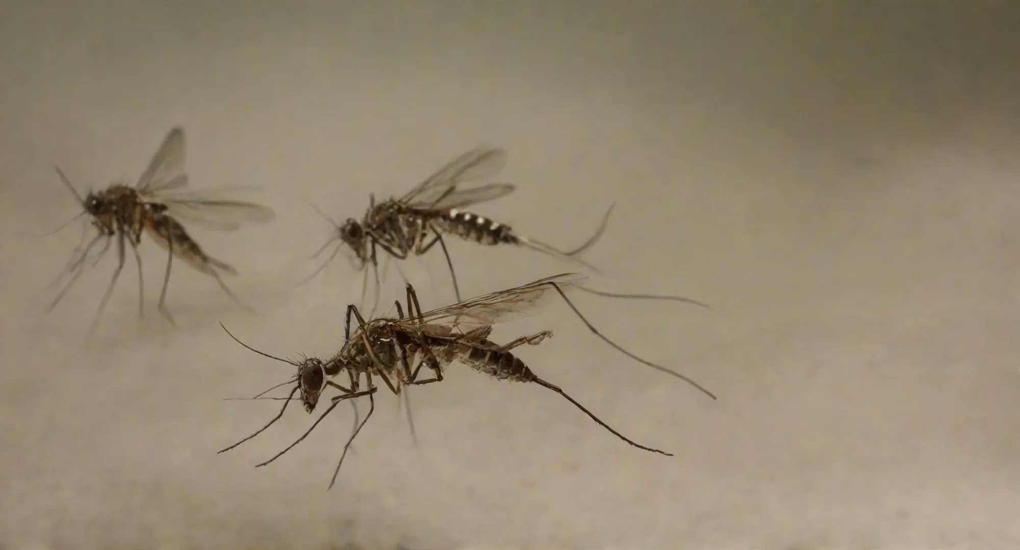 Dedetização de Dengue em São Paulo: O tratamento profissional faz diferença!