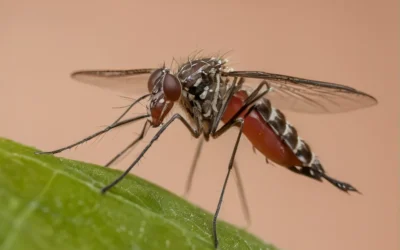 Dedetização de Dengue em SP: Como proteger o seu condomínio contra os mosquitos?