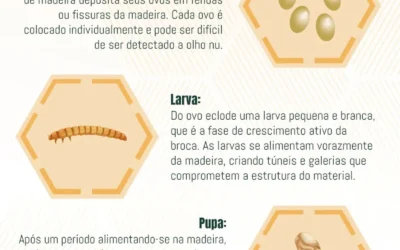 Ciclo de Vida das Brocas de Madeira: Ciclo de Vida e Estratégias de Controle