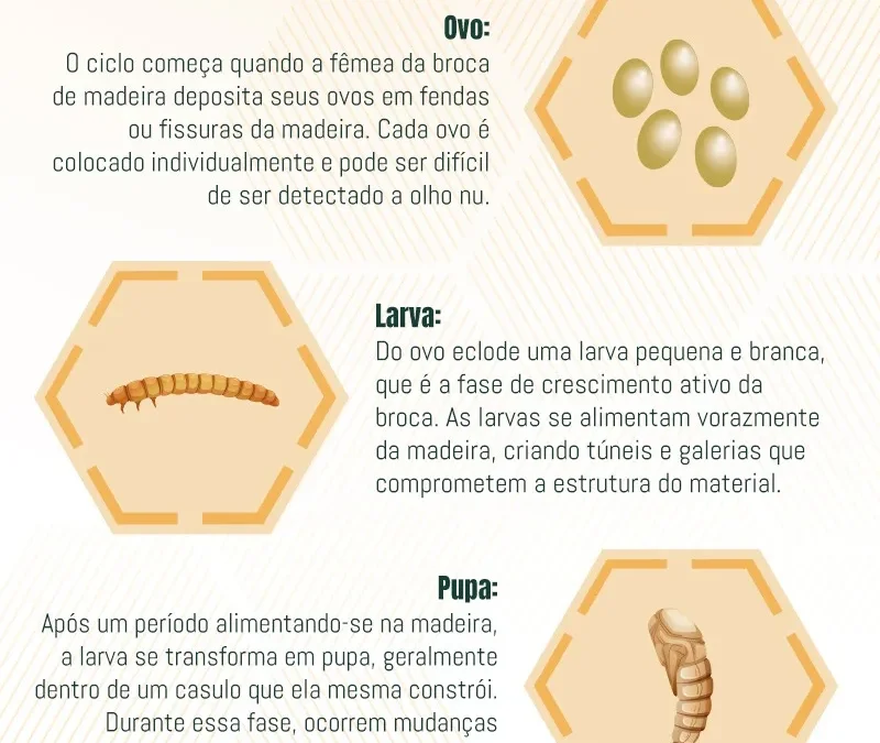 Ciclo de Vida das Brocas de Madeira: Ciclo de Vida e Estratégias de Controle