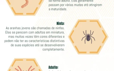 Ciclo de Vida das Aranha: Conhecendo o Ciclo Reprodutivo e Estratégias de Dedetização