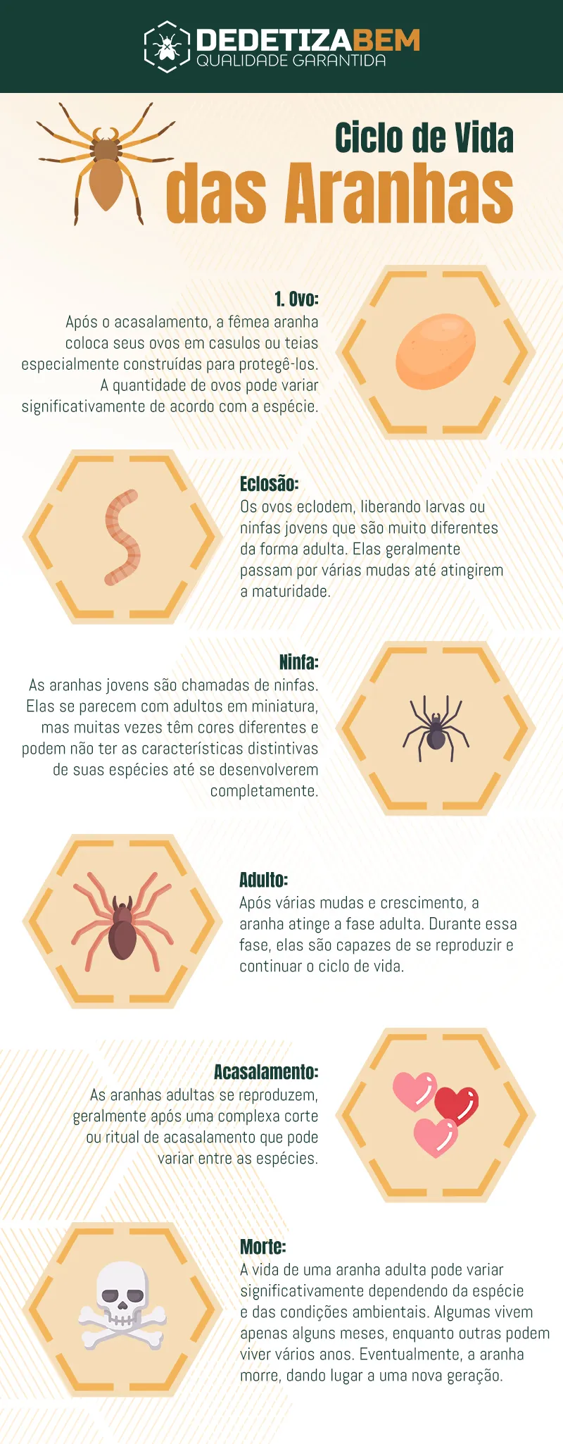Ciclo de Vida das Aranha: Conhecendo o Ciclo Reprodutivo e Estratégias de Dedetização
