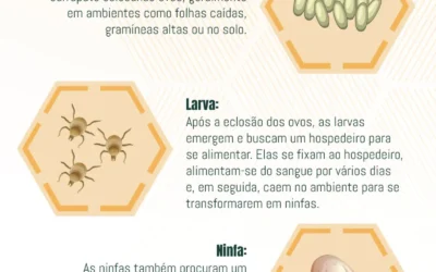 Ciclo de Vida dos Carrapatos: Compreendendo o Ciclo Reprodutivo e Prevenção
