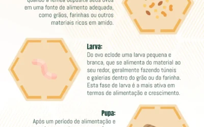 Ciclo de Vida dos Carunchos: Explorando o Ciclo de Vida, Proteção e Métodos de Controle