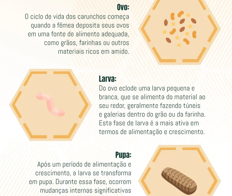 Ciclo de Vida dos Carunchos: Explorando o Ciclo de Vida, Proteção e Métodos de Controle