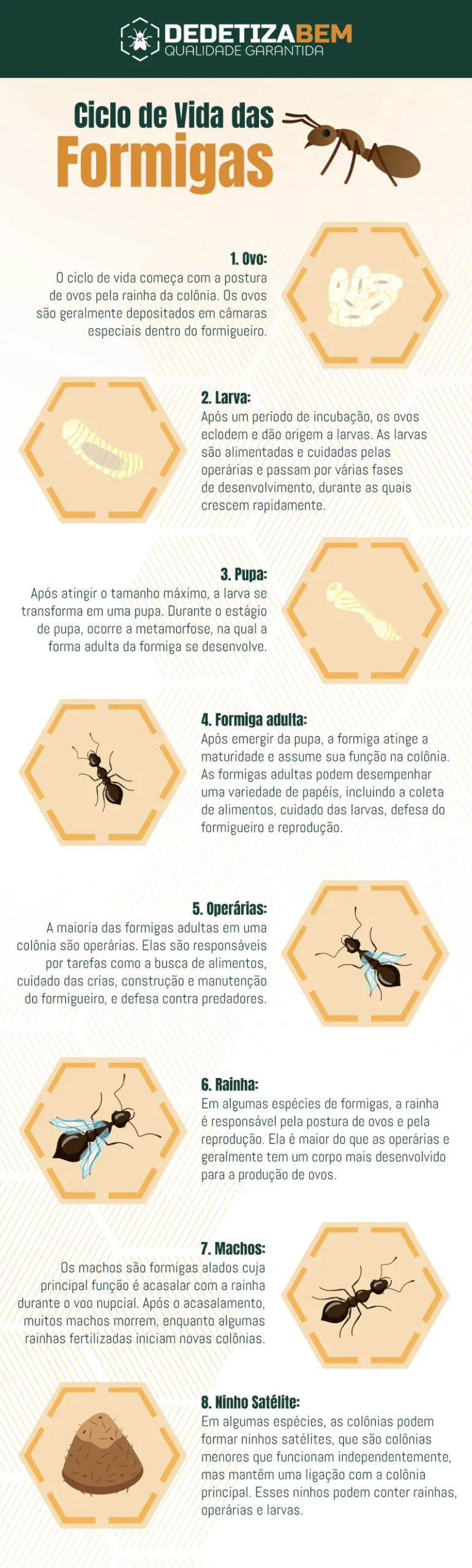 No Mundo das Formigas: Ciclo de Vida, Ninhos e Estratégias de Erradicação No Mundo das Formigas: Ciclo de Vida, Ninhos e Estratégias de Erradicação