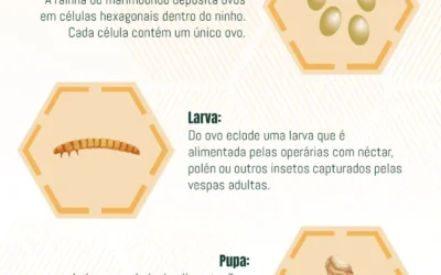 Ciclo de Vida dos Marimbondos: Conhecendo o Ciclo Reprodutivo e Medidas de Manejo