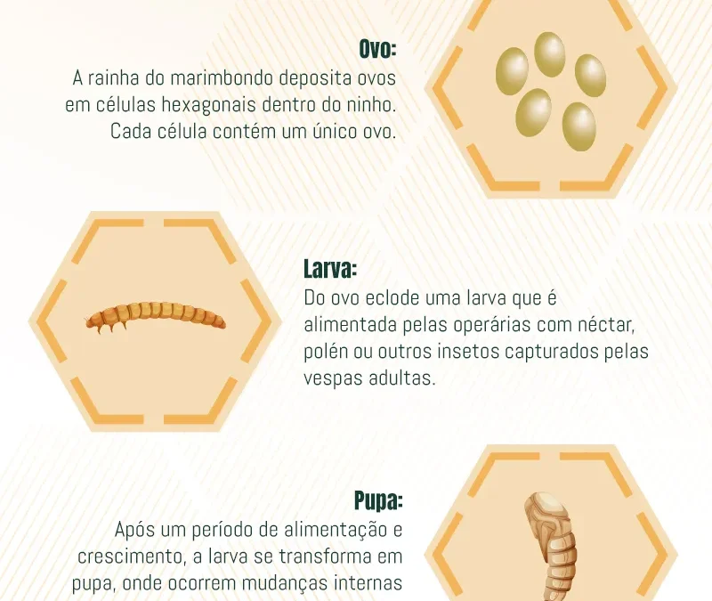 Ciclo de Vida dos Marimbondos: Conhecendo o Ciclo Reprodutivo e Medidas de Manejo