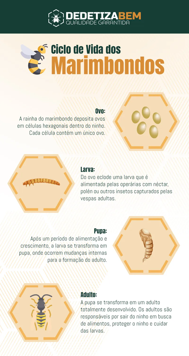 Ciclo de Vida dos Marimbondos: Conhecendo o Ciclo Reprodutivo e Medidas de Manejo Ciclo de Vida dos Marimbondos: Conhecendo o Ciclo Reprodutivo e Medidas de Manejo