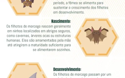 Ciclo de Vida dos Morcegos: Ciclo Reprodutivo, Riscos e Métodos de Controle