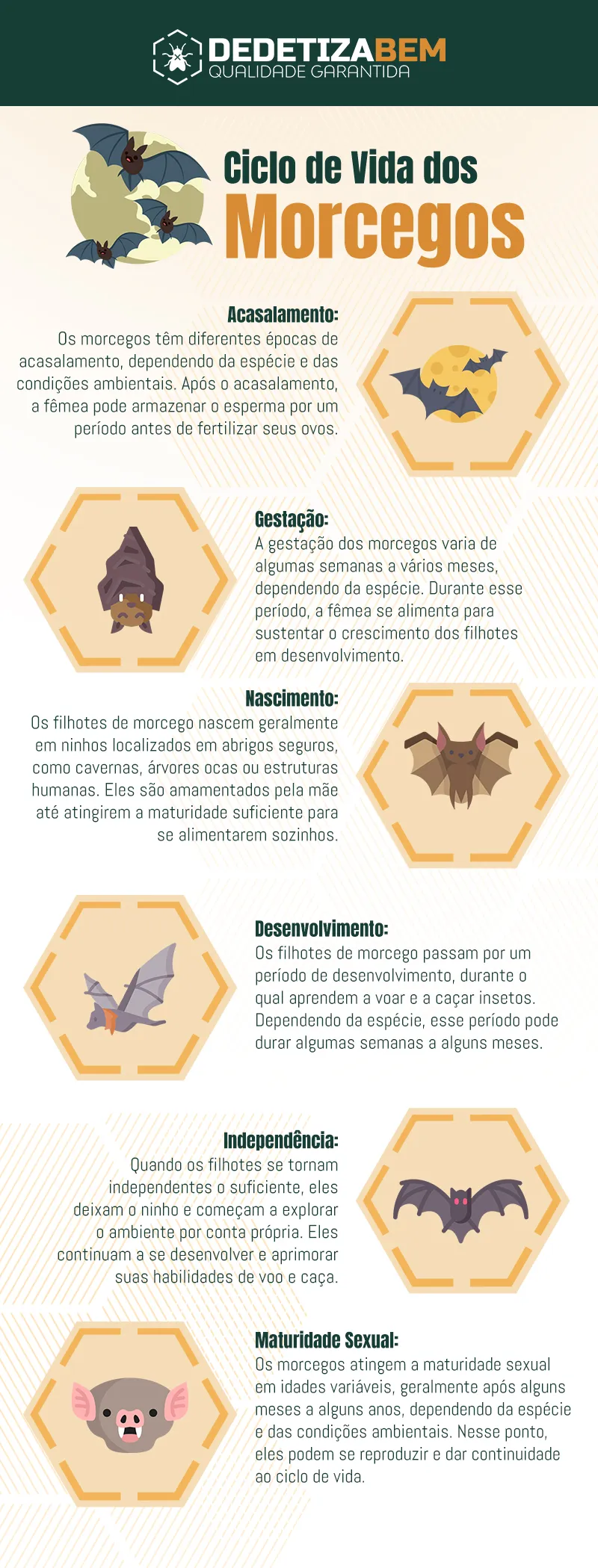 Ciclo de Vida dos Morcegos: Ciclo Reprodutivo, Riscos e Métodos de Controle