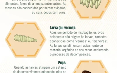 Ciclo de Vida das Moscas: O Ciclo de Vida e Métodos de Controle para afastar as moscas