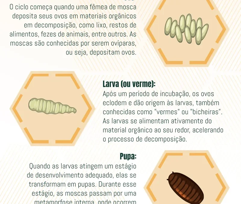 Ciclo de Vida das Moscas: O Ciclo de Vida e Métodos de Controle para afastar as moscas