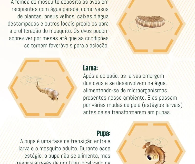Dengue: Conhecendo o Ciclo de Transmissão e Medidas de Prevenção