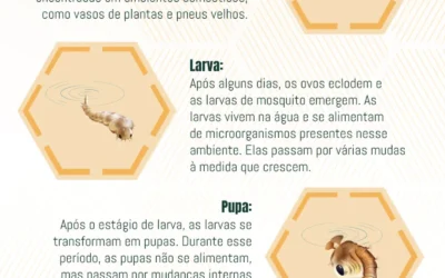 Ciclo de Vida dos Mosquitos: Analisando o Ciclo Reprodutivo e Estratégias de Prevenção