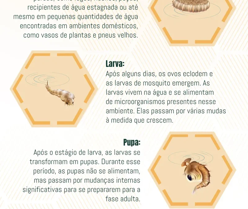 Ciclo de Vida dos Mosquitos: Analisando o Ciclo Reprodutivo e Estratégias de Prevenção