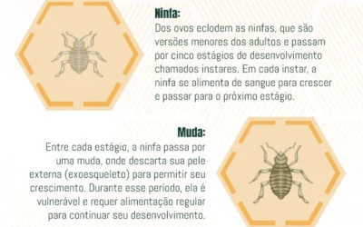 Ciclo de Vida dos Percevejos de Cama: Revelando o Ciclo Reprodutivo, Estratégias de Controle e os Riscos