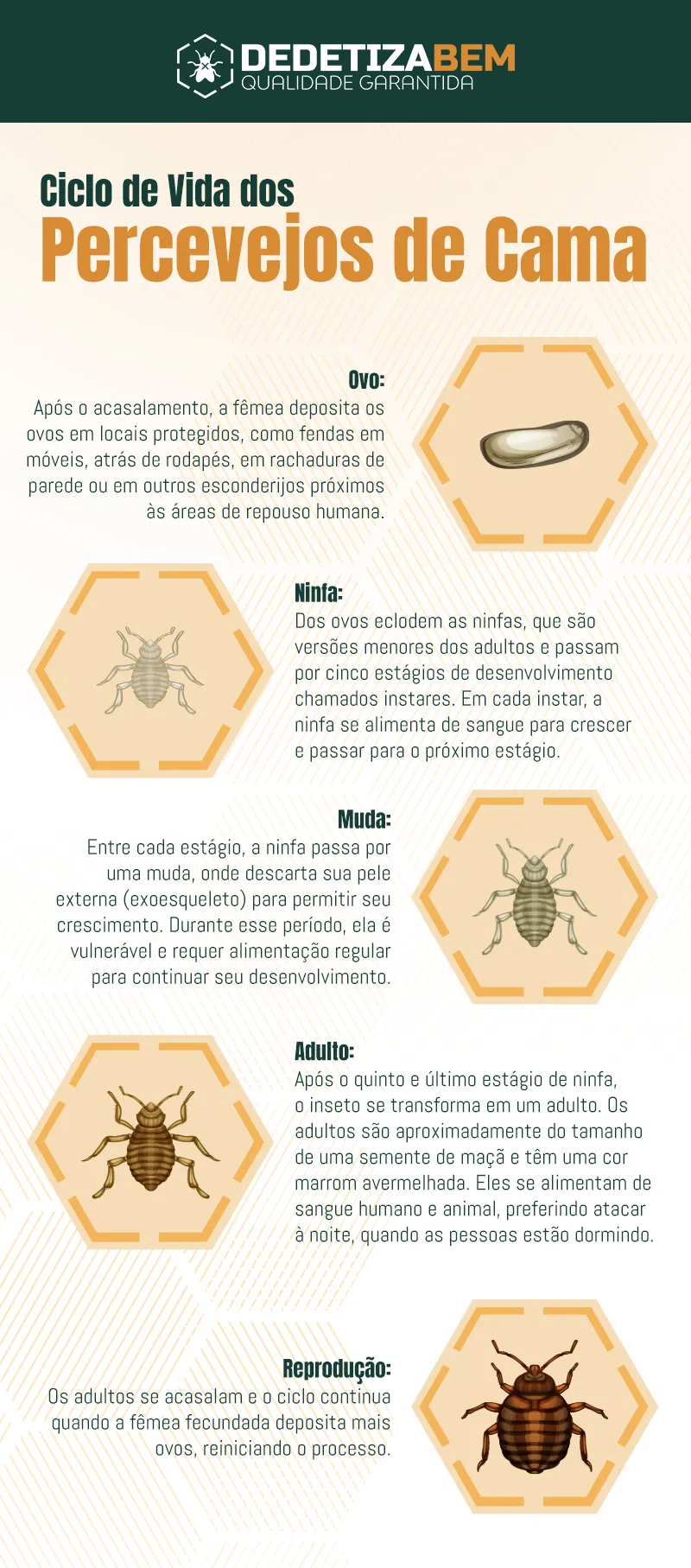 Ciclo de Vida dos Percevejos de Cama: Revelando o Ciclo Reprodutivo, Estratégias de Controle e os Riscos Ciclo de Vida dos Percevejos de Cama: Revelando o Ciclo Reprodutivo, Estratégias de Controle e os Riscos
