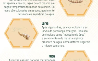 Ciclo de Vida dos Pernilongo: Ciclo Reprodutivo e Medidas Preventivas contra essa praga