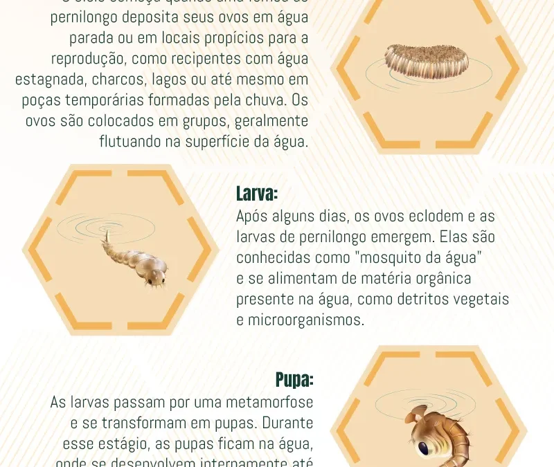 Ciclo de Vida dos Pernilongo: Ciclo Reprodutivo e Medidas Preventivas contra essa praga