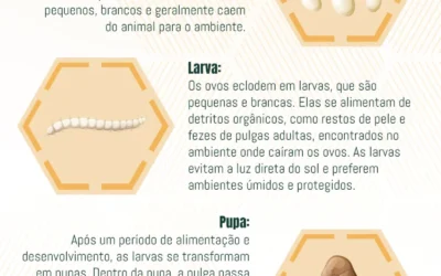 Ciclo de Vida das Pulgas: Reprodução, Habitat e Controle Preventivo