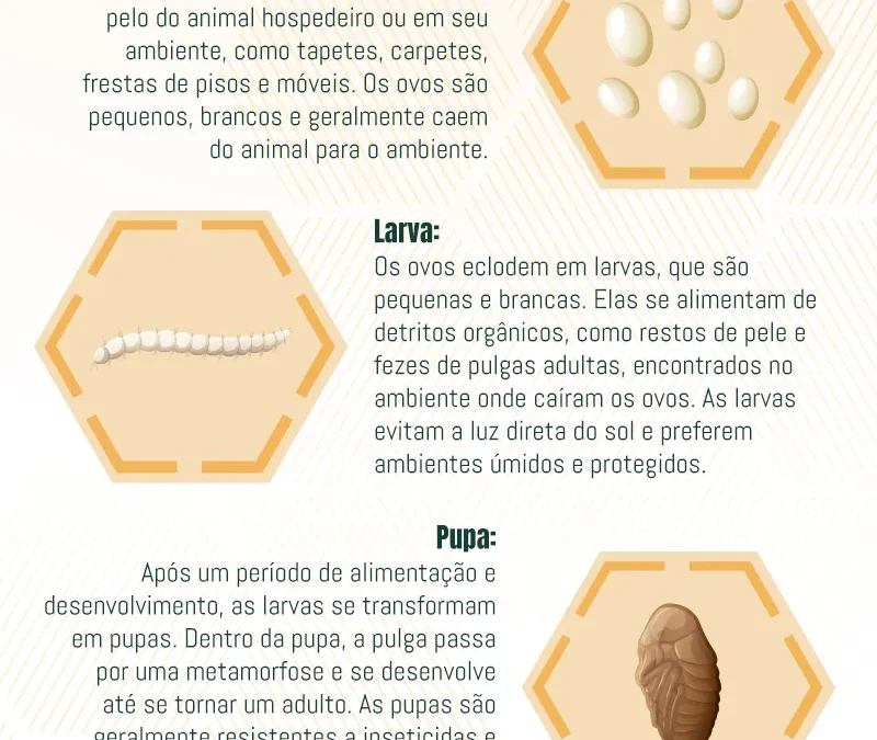 Ciclo de Vida das Pulgas: Reprodução, Habitat e Controle Preventivo