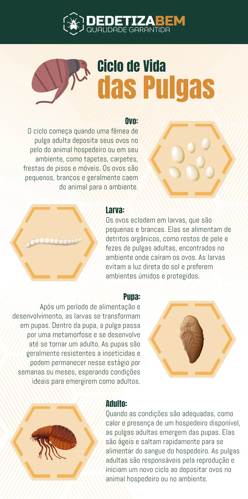 Ciclo de Vida das Pulgas: Reprodução, Habitat e Controle Preventivo Ciclo de Vida das Pulgas: Reprodução, Habitat e Controle Preventivo