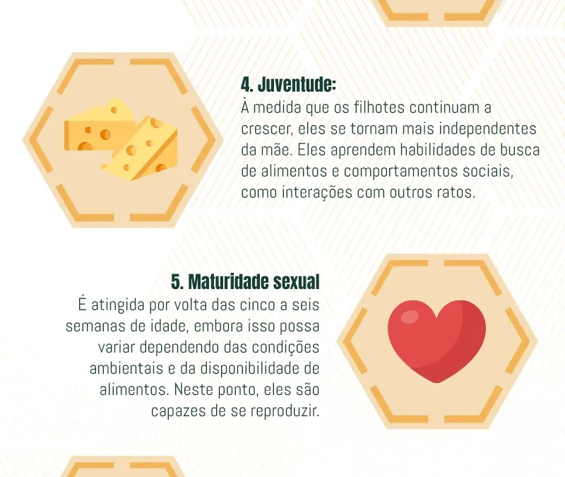 O Ciclo dos Ratos: Compreendendo a Reprodução e Eliminação dos Ratos