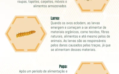 Ciclo de Vida das Traças: Desvendando o Ciclo de Vida e Métodos de Controle