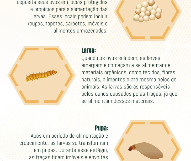 Ciclo de Vida das Traças: Desvendando o Ciclo de Vida e Métodos de Controle