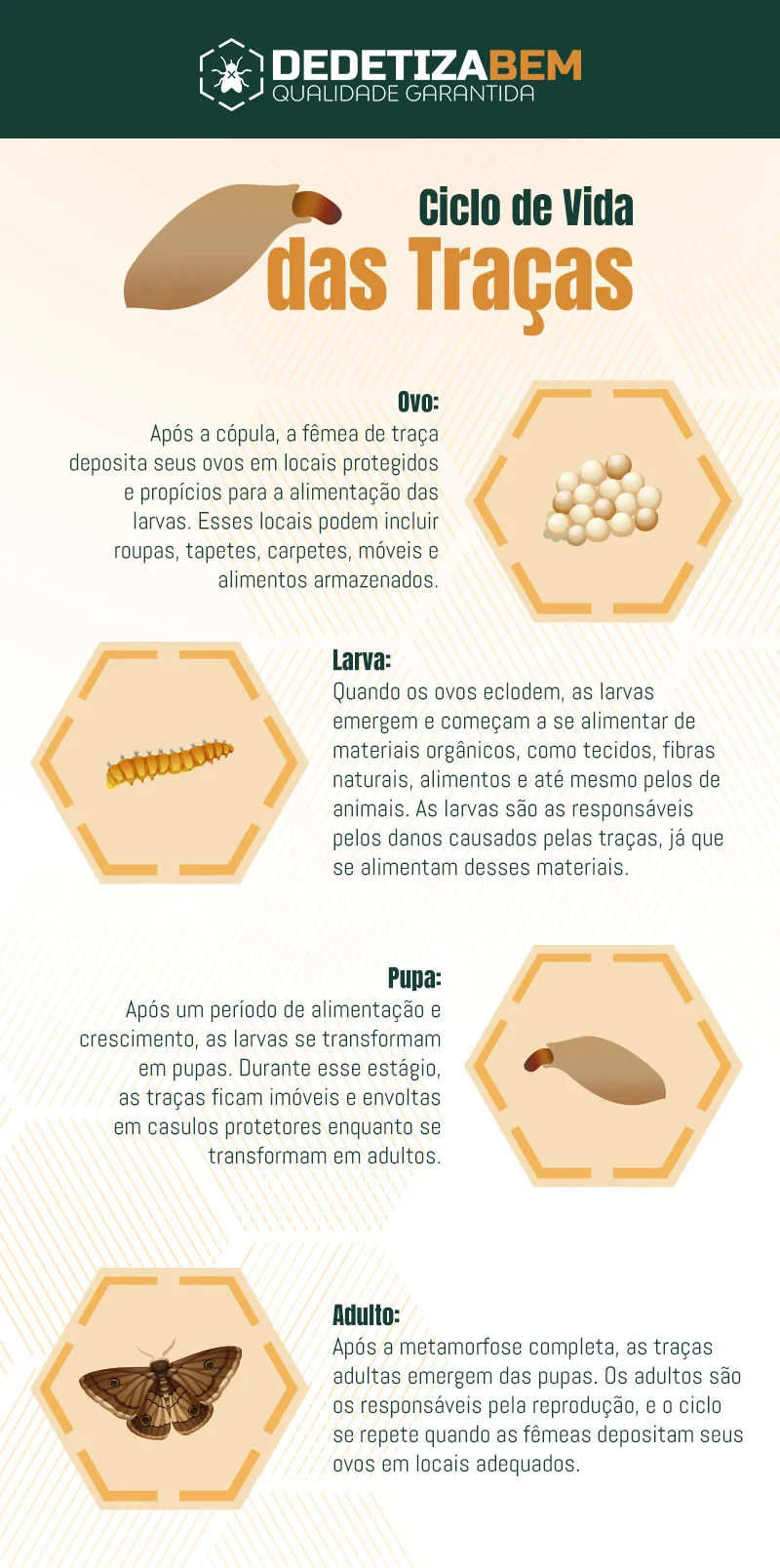 Ciclo de Vida das Traças: Desvendando o Ciclo de Vida e Métodos de Controle Ciclo de Vida das Traças: Desvendando o Ciclo de Vida e Métodos de Controle