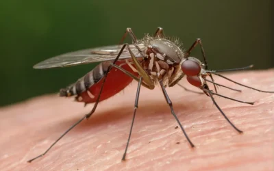 Combatendo a dengue: Como a dedetização com fumacê pode ajudar na prevenção.
